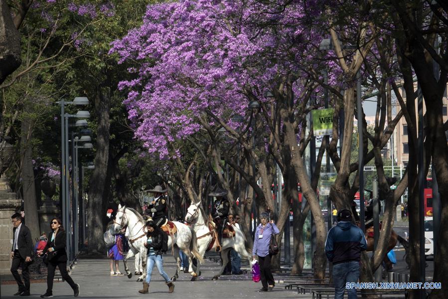 MEXICO-CIUDAD DE MEXICO-JACARANDAS-PRIMAVERA
