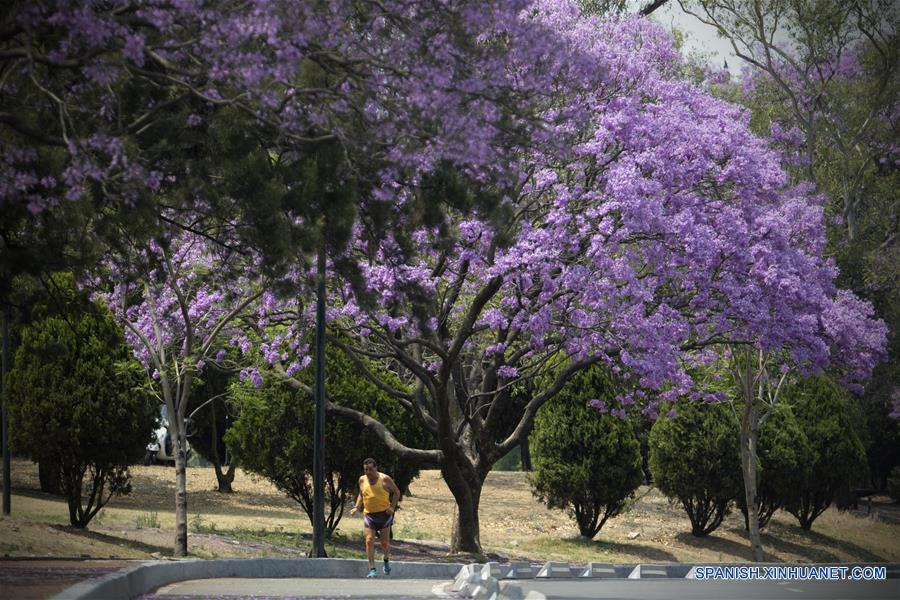 MEXICO-CIUDAD DE MEXICO-JACARANDAS-PRIMAVERA