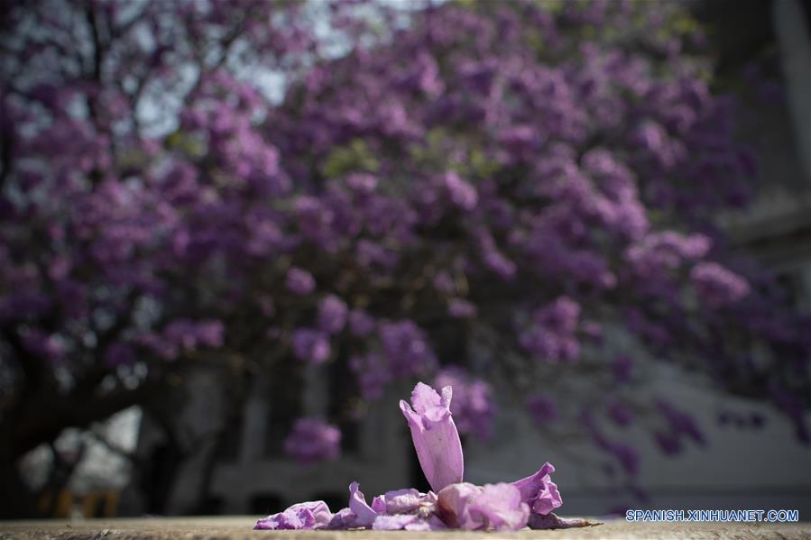 MEXICO-CIUDAD DE MEXICO-JACARANDAS-PRIMAVERA