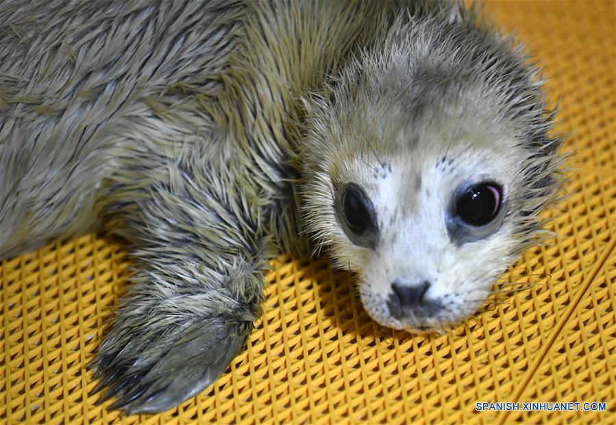 CHINA-HEILONGJIANG-CRIA DE FOCA
