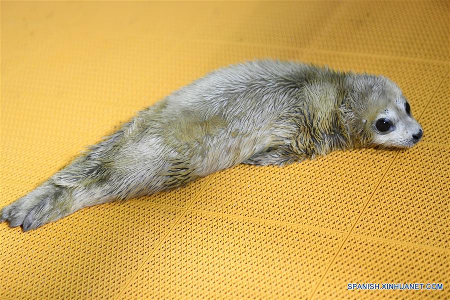 CHINA-HEILONGJIANG-CRIA DE FOCA
