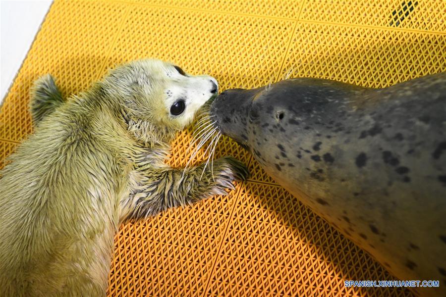 CHINA-HEILONGJIANG-CRIA DE FOCA