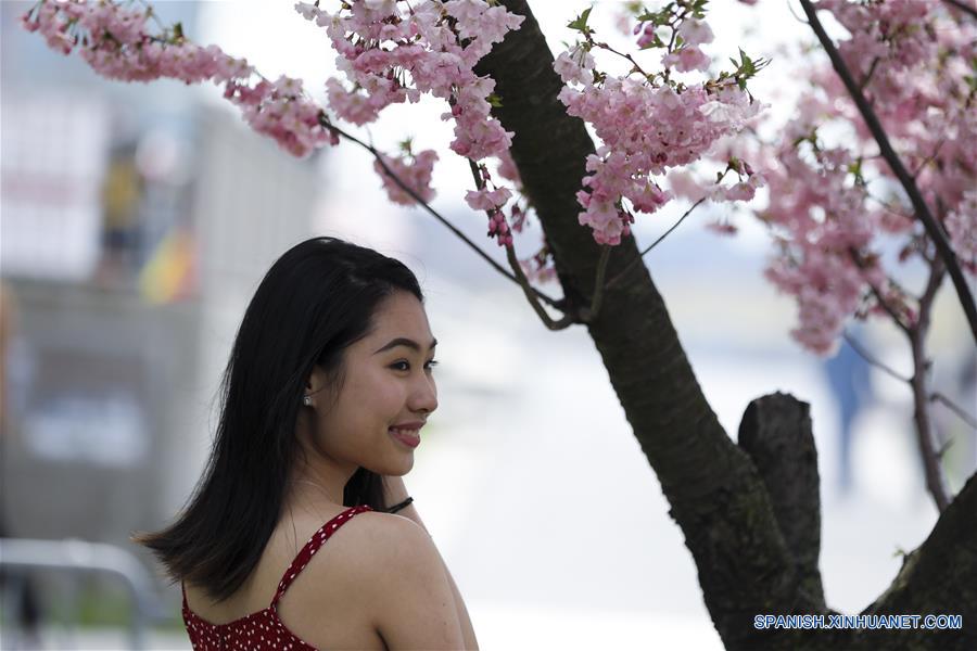 EEUU-NUEVA YORK-FESTIVAL-FLOR DE CEREZO