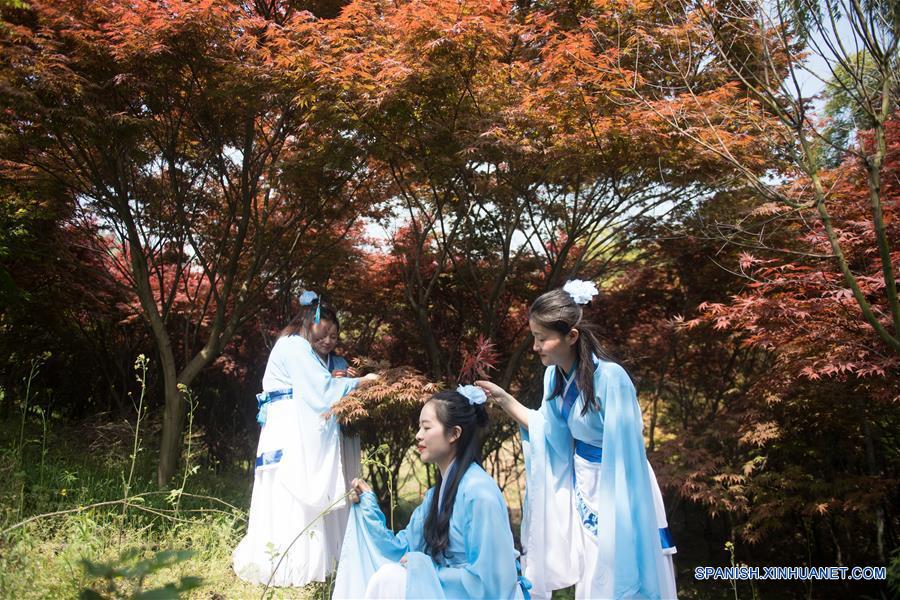 （春季美丽生态）（3）枫林新叶吐红