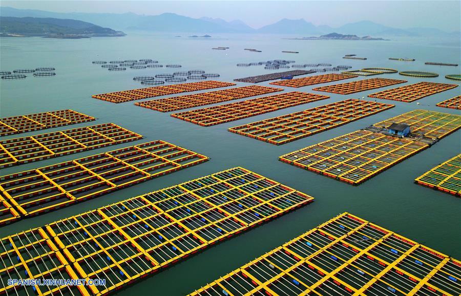 CHINA-FUJIAN-CRIA DE ABULON