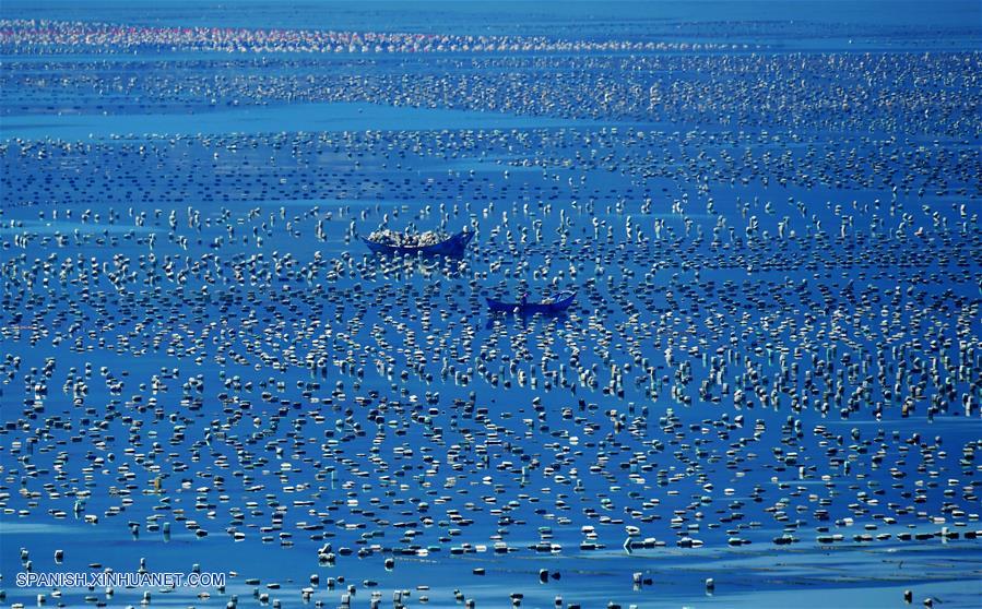 CHINA-FUJIAN-CRIA DE ABULON