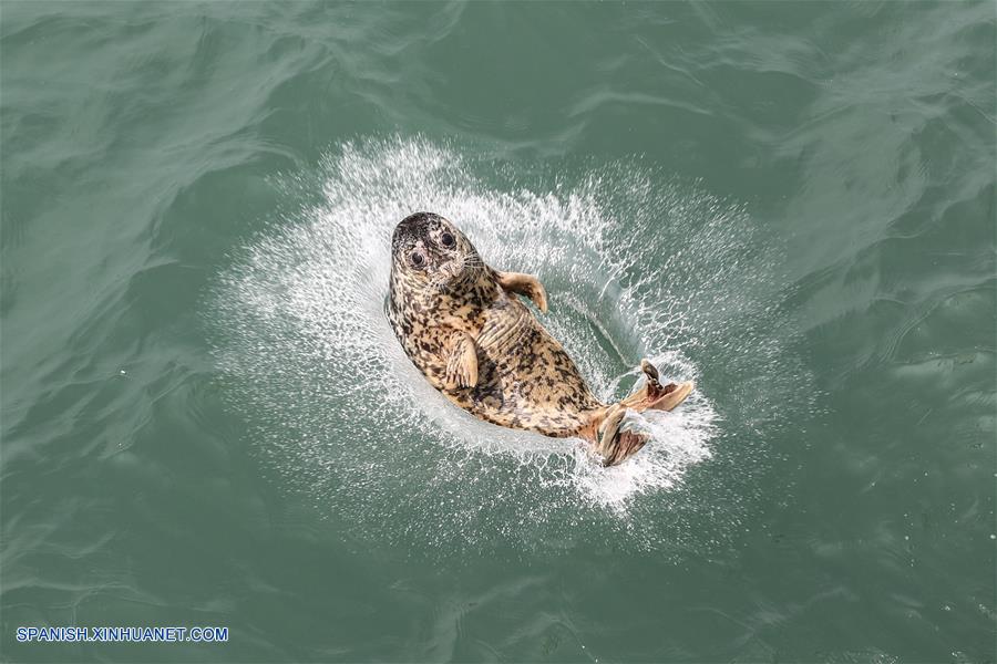 CHINA-LIAONING-FOCAS-LIBERACION