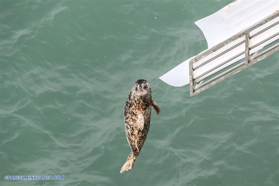 CHINA-LIAONING-FOCAS-LIBERACION