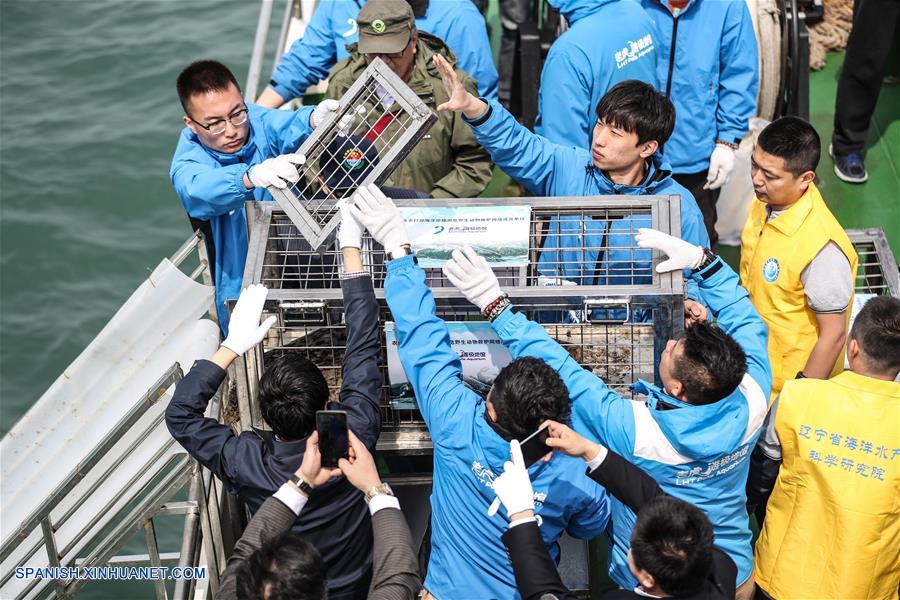 CHINA-LIAONING-FOCAS-LIBERACION