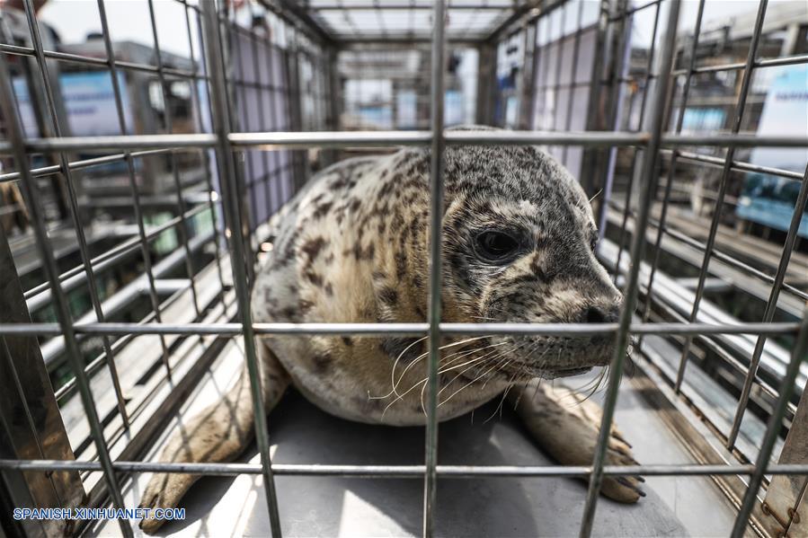 CHINA-LIAONING-FOCAS-LIBERACION