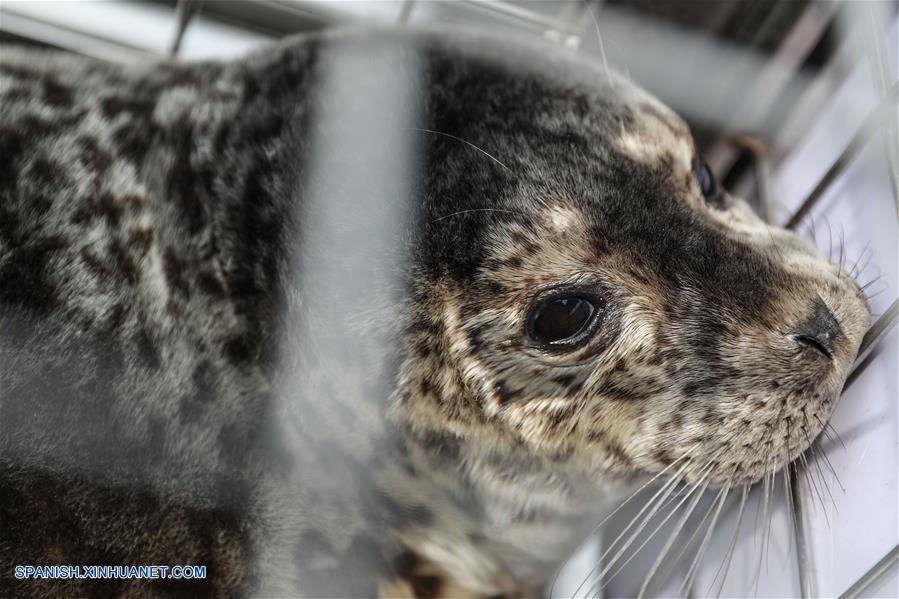 CHINA-LIAONING-FOCAS-LIBERACION