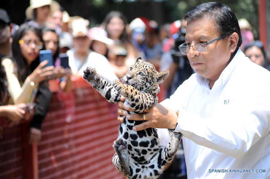 MEXICO-TLAXCALA-ZOOLOGICO-JAGUAR