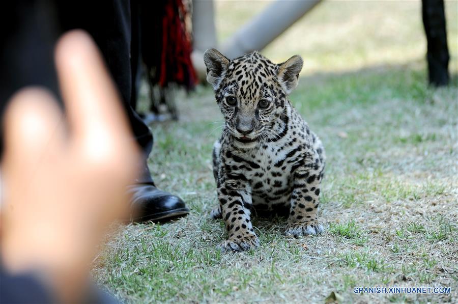 MEXICO-TLAXCALA-ZOOLOGICO-JAGUAR