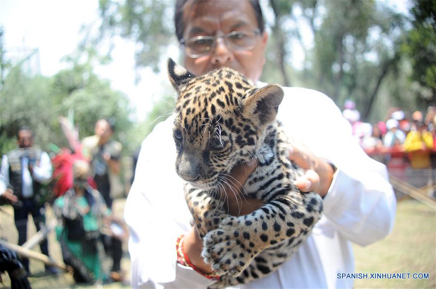 MEXICO-TLAXCALA-ZOOLOGICO-JAGUAR