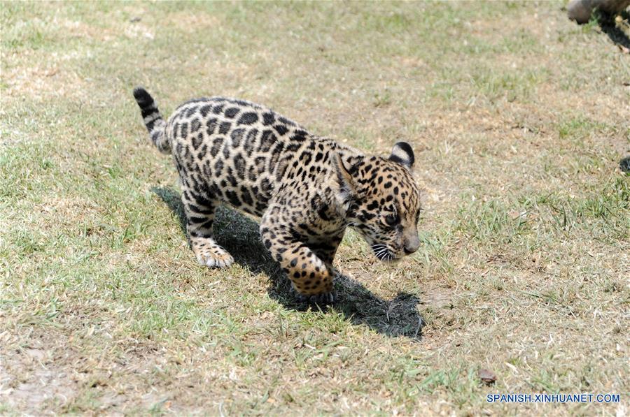 MEXICO-TLAXCALA-ZOOLOGICO-JAGUAR