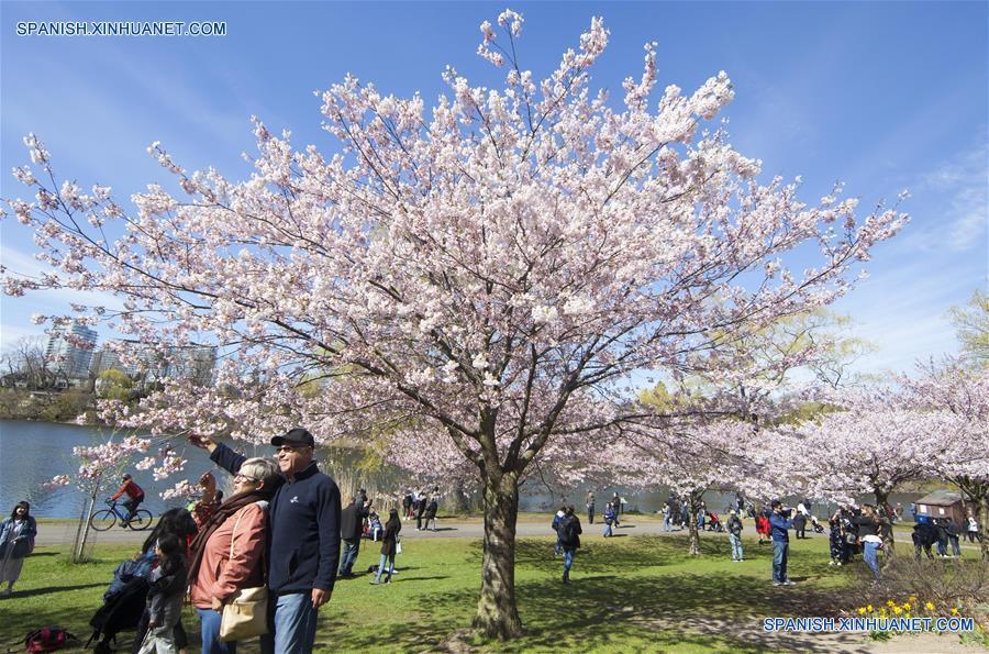 CANADA-TORONTO-FLORES DE CEREZO