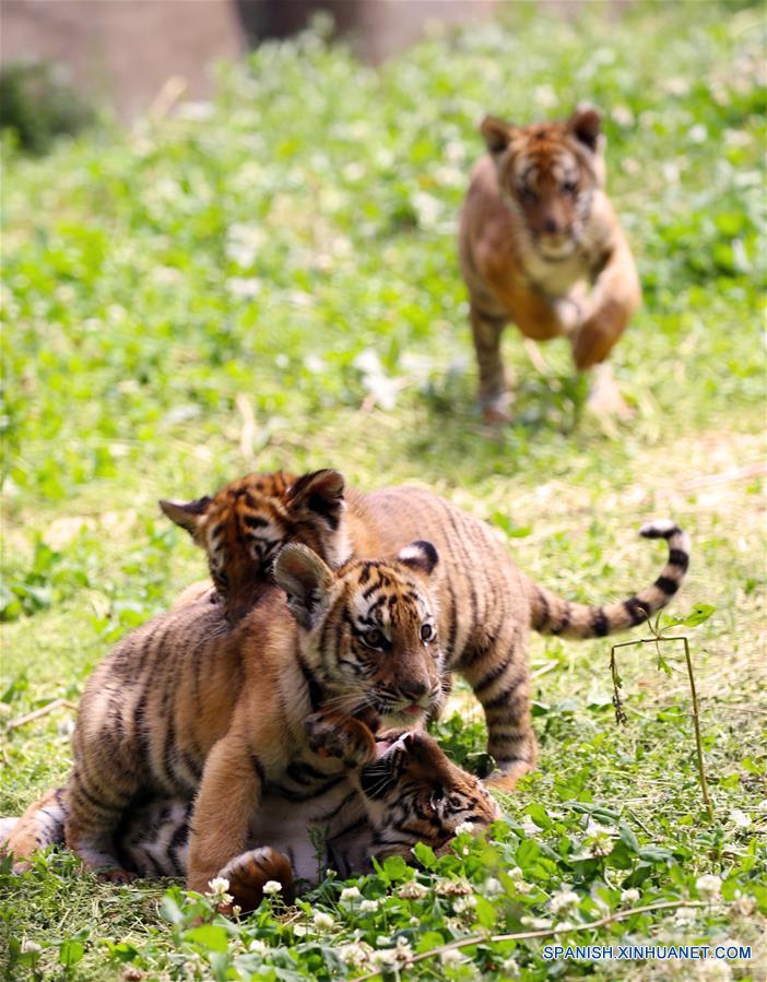 CHINA-HENAN-TIGRES-CACHORROS