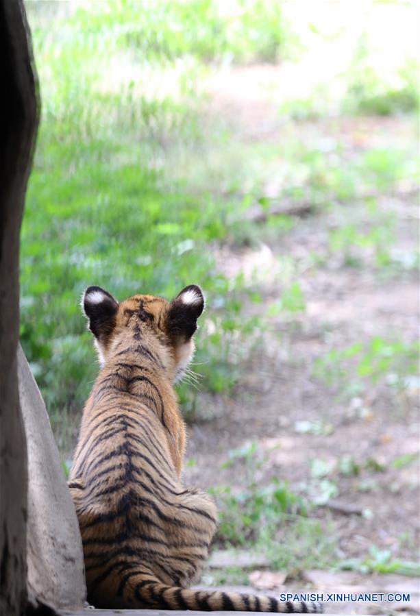 CHINA-HENAN-TIGRES-CACHORROS