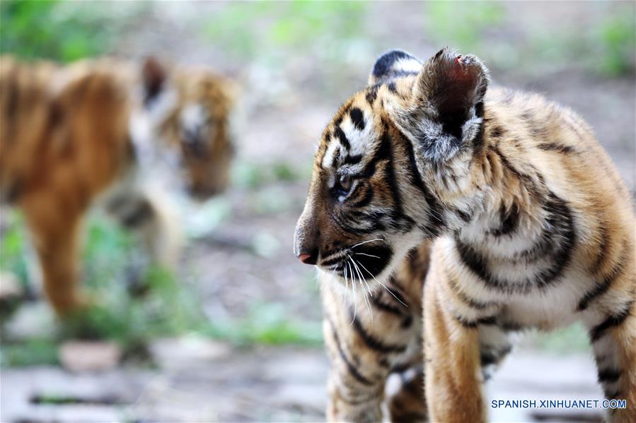 CHINA-HENAN-TIGRES-CACHORROS