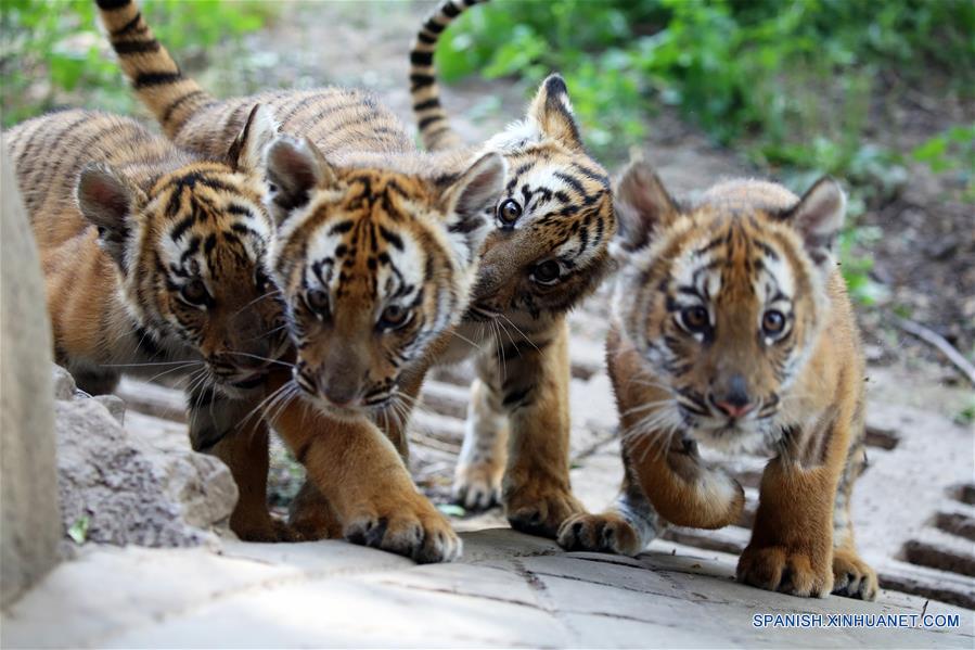 CHINA-HENAN-TIGRES-CACHORROS