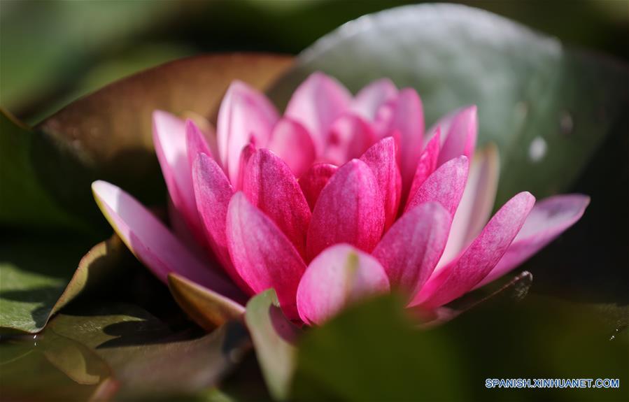 CHINA-SHANDONG-NENUFARES