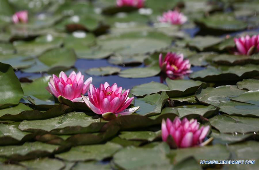 CHINA-SHANDONG-NENUFARES