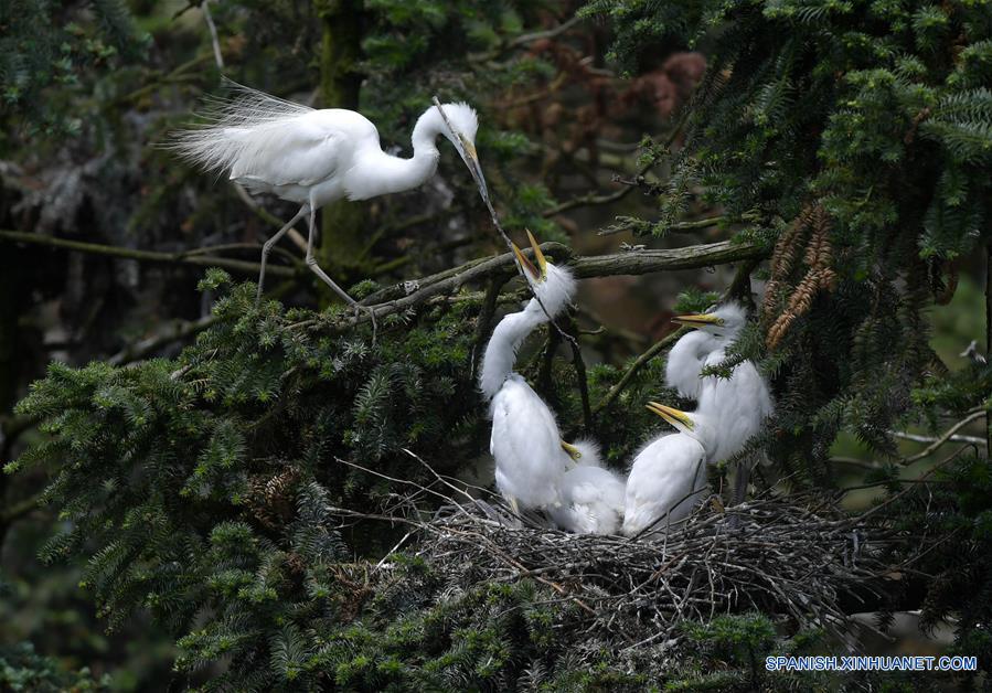CHINA-JIANGXI-GARZAS