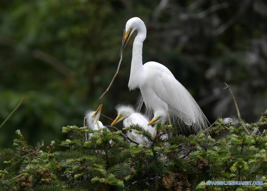 CHINA-JIANGXI-GARZAS