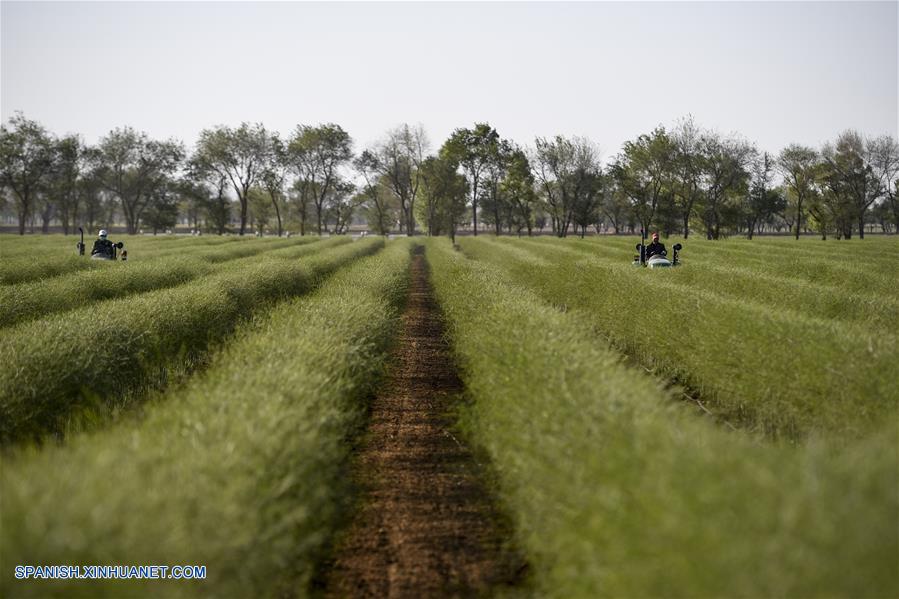 CHINA-NINGXIA-AGRICULTURA