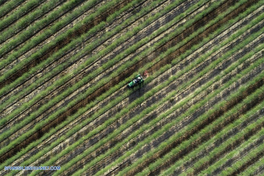 CHINA-NINGXIA-AGRICULTURA