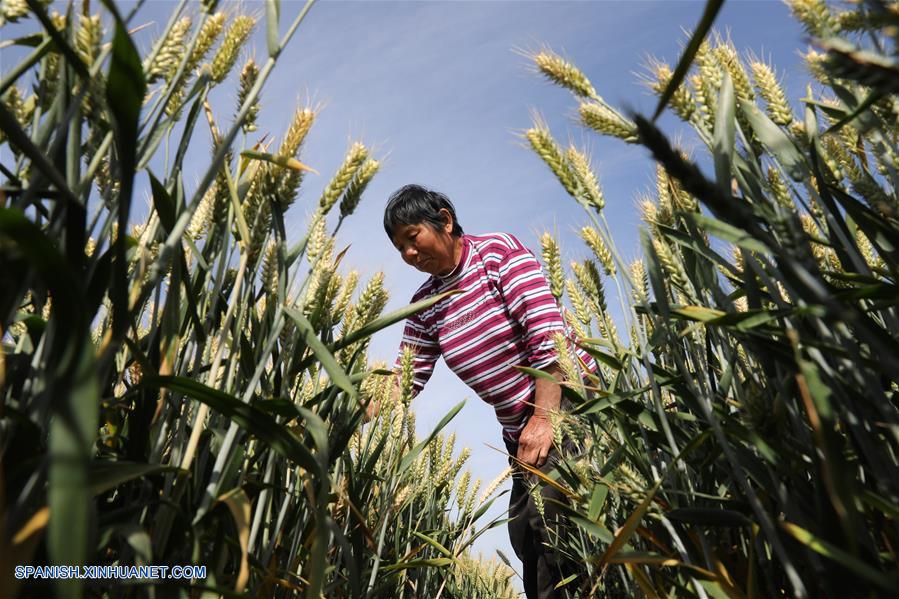 CHINA-HENAN-TRIGO-COSECHA  