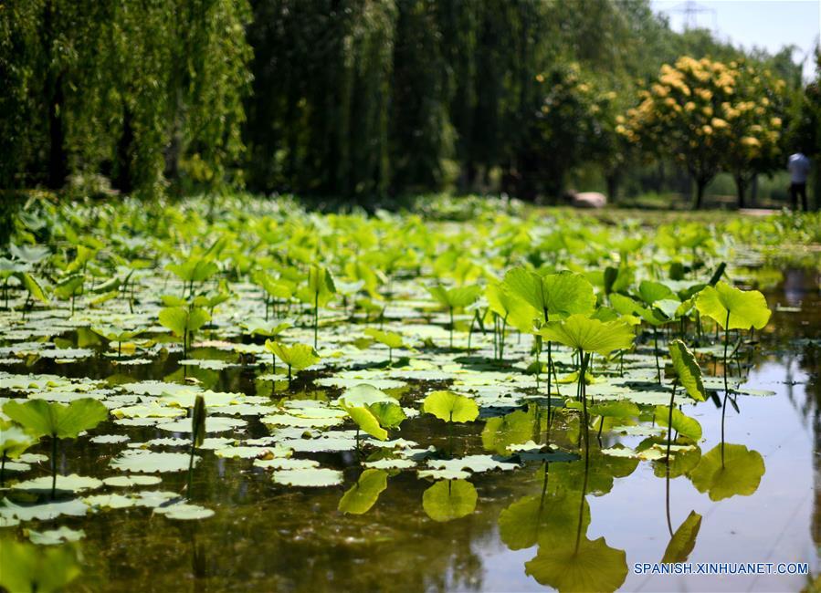CHINA-TIANJIN-PROTECCION ECOLOGICA