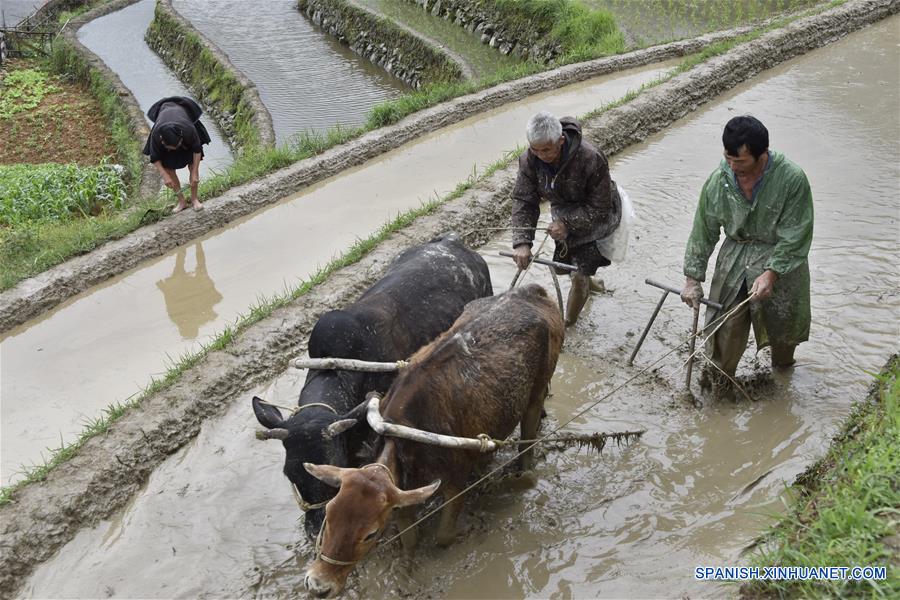 CHINA-GUIZHOU-AGRICULTURA