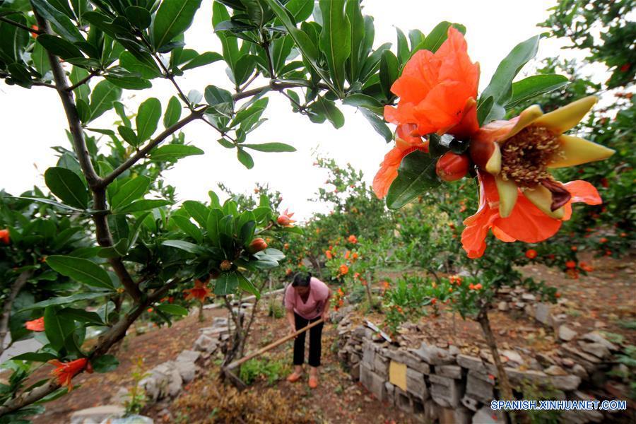 CHINA-SHANDONG-AGRICULTURA