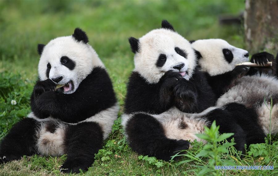 CHINA-SICHUAN-GUARDERIA DE PANDAS GIGANTES