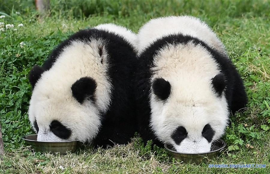 CHINA-SICHUAN-GUARDERIA DE PANDAS GIGANTES