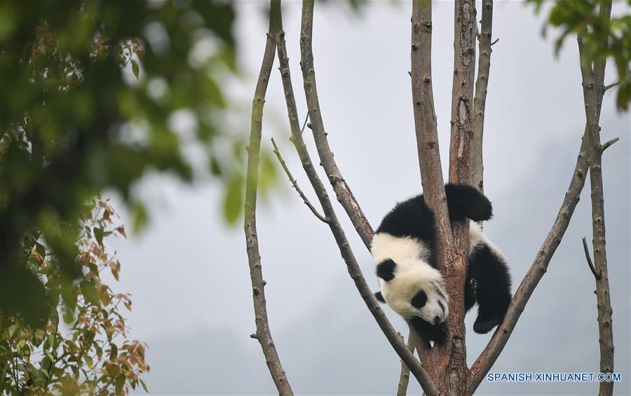 CHINA-SICHUAN-GUARDERIA DE PANDAS GIGANTES