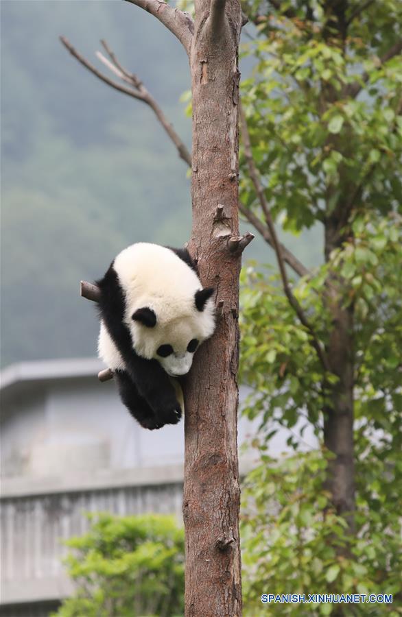 CHINA-SICHUAN-GUARDERIA DE PANDAS GIGANTES