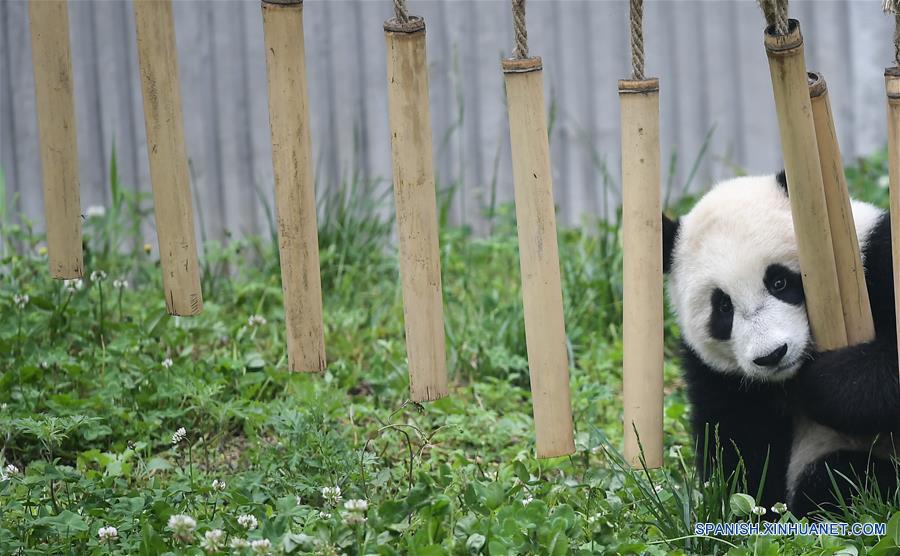 CHINA-SICHUAN-GUARDERIA DE PANDAS GIGANTES