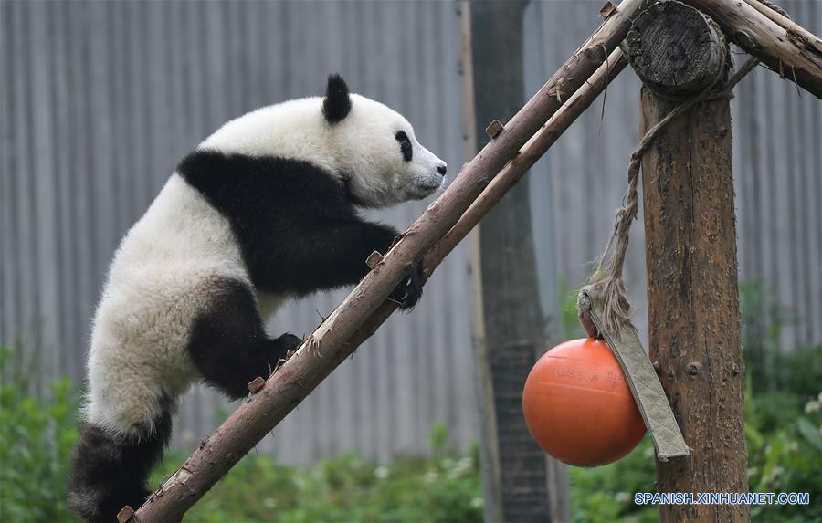 CHINA-SICHUAN-GUARDERIA DE PANDAS GIGANTES