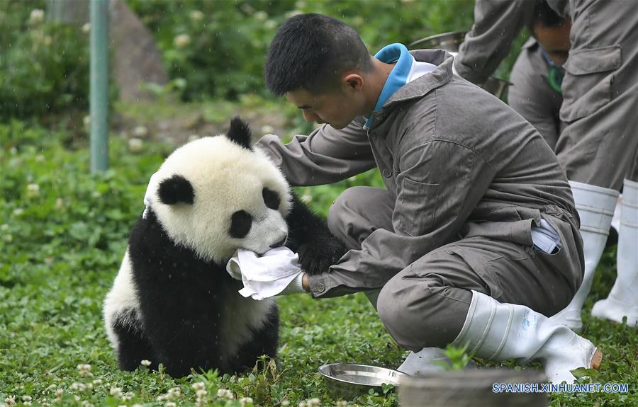 CHINA-SICHUAN-GUARDERIA DE PANDAS GIGANTES
