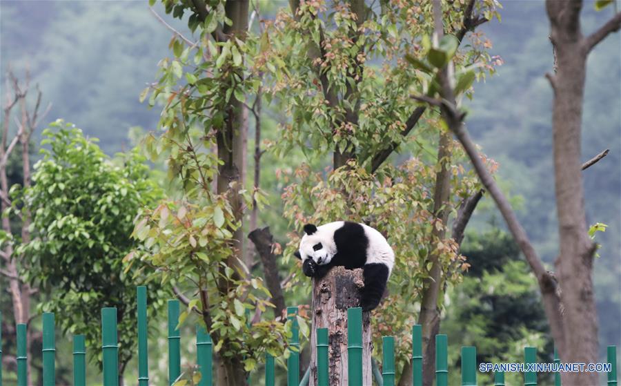 CHINA-SICHUAN-GUARDERIA DE PANDAS GIGANTES