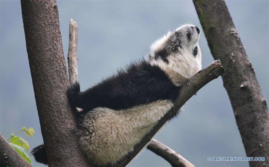 CHINA-SICHUAN-GUARDERIA DE PANDAS GIGANTES