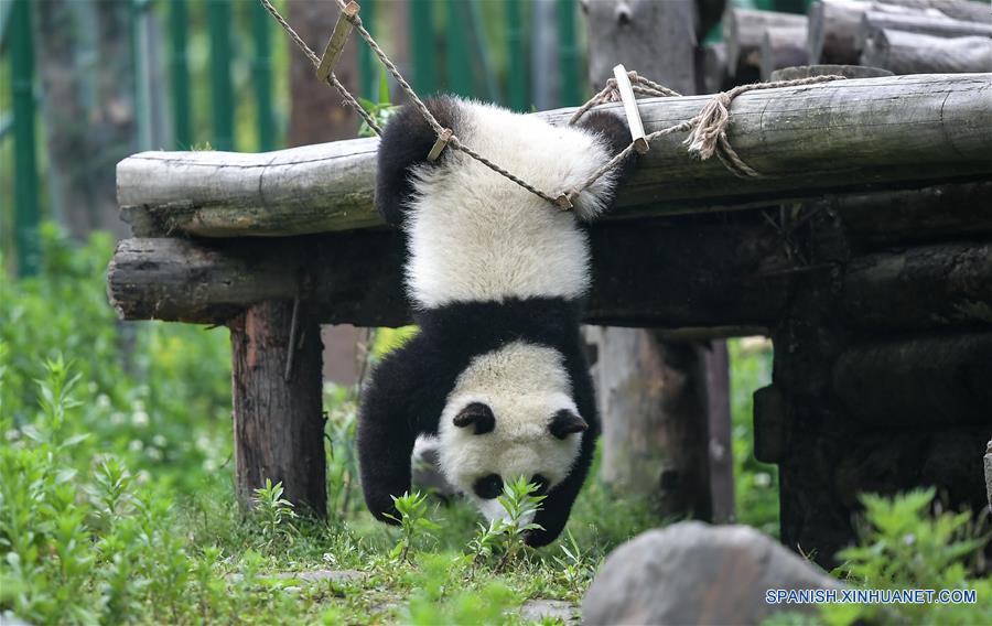 CHINA-SICHUAN-GUARDERIA DE PANDAS GIGANTES