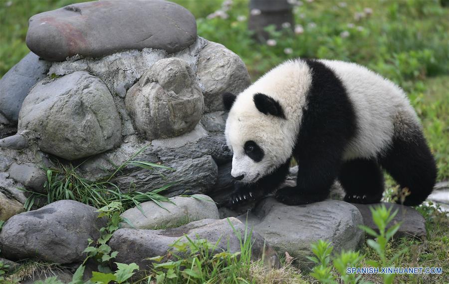 CHINA-SICHUAN-GUARDERIA DE PANDAS GIGANTES