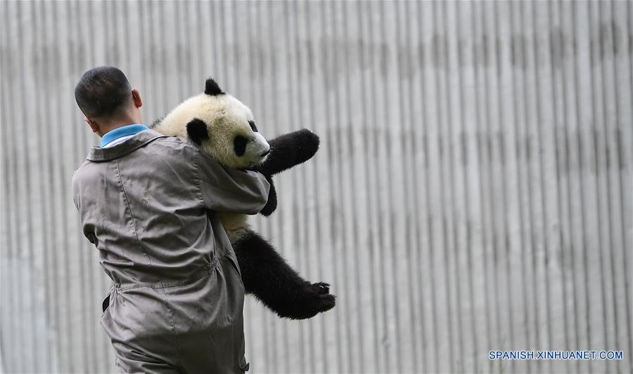 CHINA-SICHUAN-GUARDERIA DE PANDAS GIGANTES