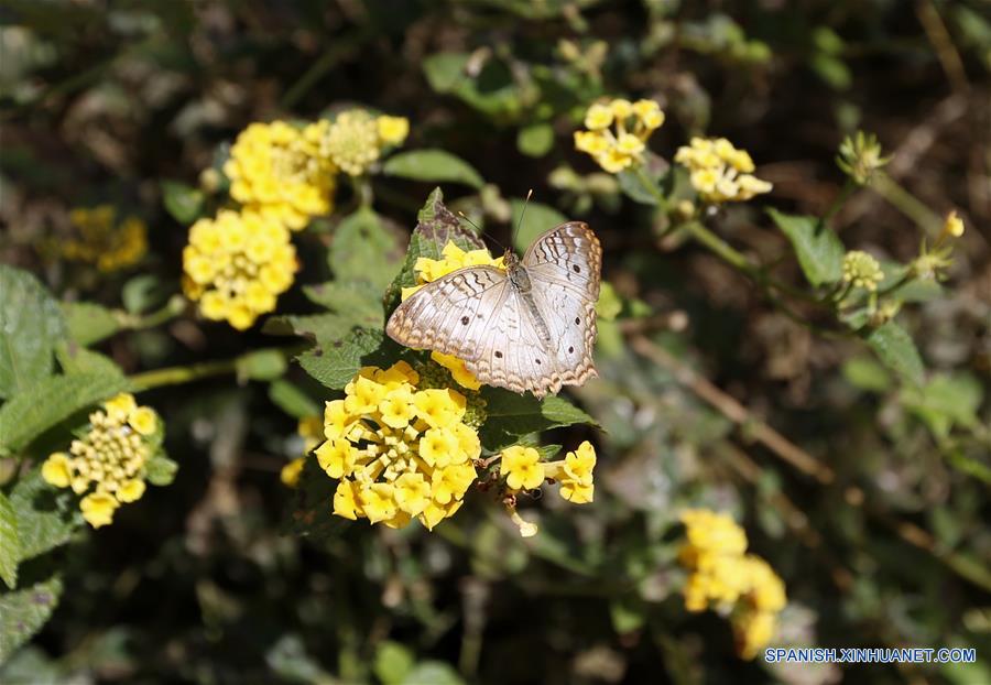 EEUU-LOS ANGELES-EXPOSICION DE MARIPOSAS