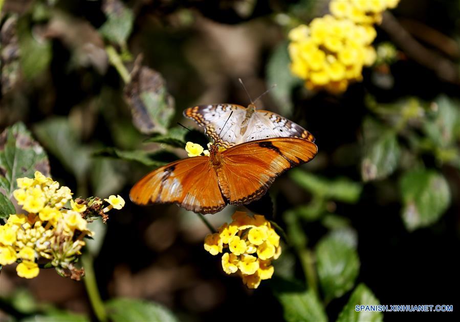EEUU-LOS ANGELES-EXPOSICION DE MARIPOSAS