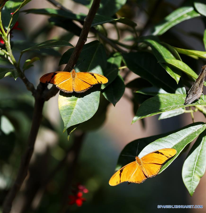 EEUU-LOS ANGELES-EXPOSICION DE MARIPOSAS