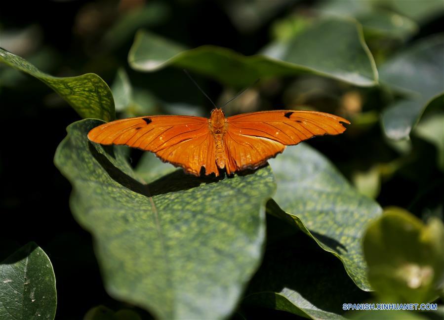 EEUU-LOS ANGELES-EXPOSICION DE MARIPOSAS